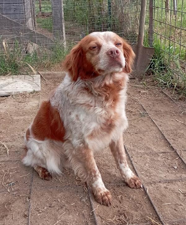 Charlie! Di fronte la fotocamera Charlie si mette in posa... Foto 3